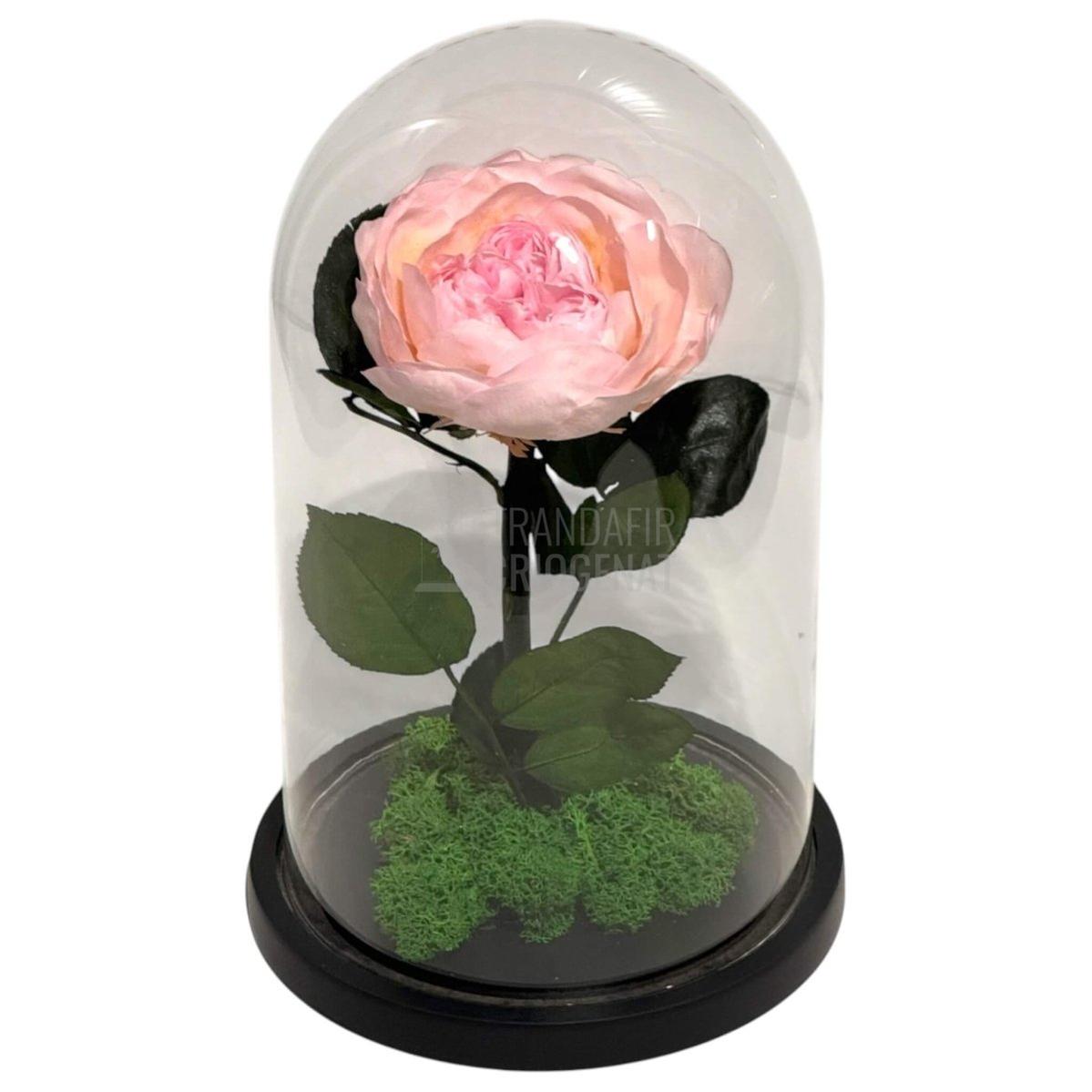 Bujor Criogenat roz Ø10cm in cupola mare de sticla 15x25cm - Trandafir - Criogenat.ro