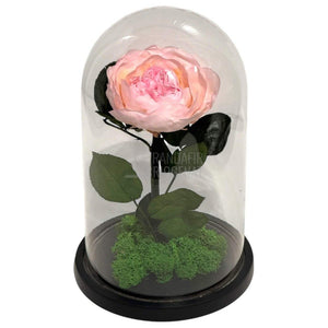 Bujor Criogenat roz Ø10cm in cupola mare de sticla 15x25cm - Trandafir - Criogenat.ro