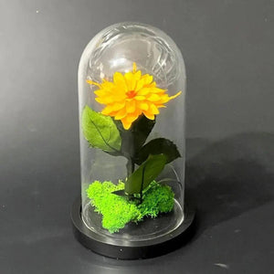 Dalia Criogenata Portocalie In Cupola De Sticla Cu Diametru 8 Cm 10x20 Cm Cadou - Trandafir - Criogenat.ro