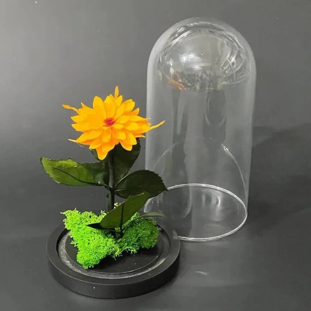 Dalia Criogenata Portocalie In Cupola De Sticla Cu Diametru 8 Cm 10x20 Cm Cadou - Trandafir - Criogenat.ro