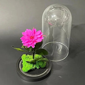 Dalie Criogenată Ciclam În Cupolă De Sticlă Cadou Nemuritor Dimensiune 10x20cm - Trandafir - Criogenat.ro