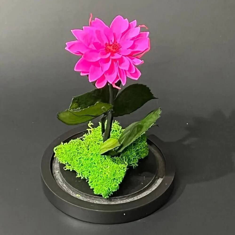 Dalie Criogenată Ciclam În Cupolă De Sticlă Cadou Nemuritor Dimensiune 10x20cm - Trandafir - Criogenat.ro