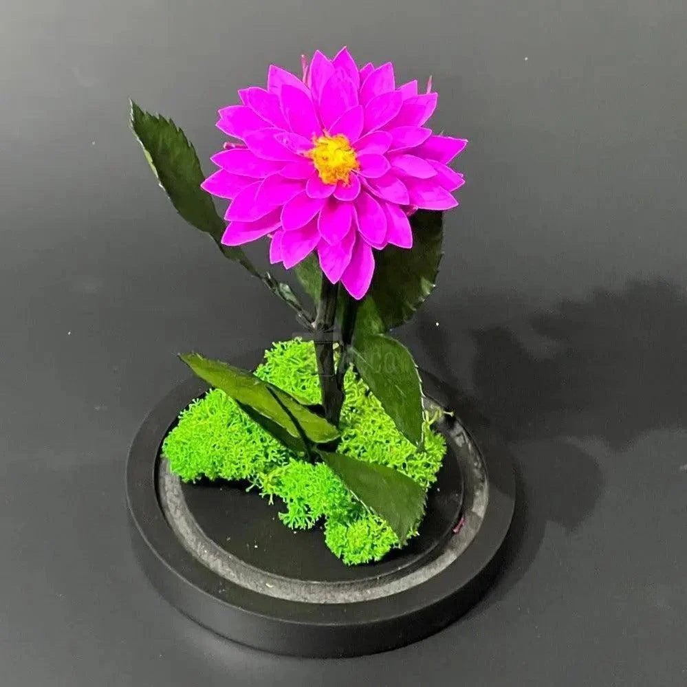 Dalie Criogenată Purpurie Ø8cm În Cupolă De Sticlă Cadou Ideal Pentru Dragoste - Trandafir - Criogenat.ro