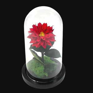 Dalie Criogenata Rosie In Cupola De Sticla Cadou Etern Pentru Femeia Speciala - Trandafir - Criogenat.ro