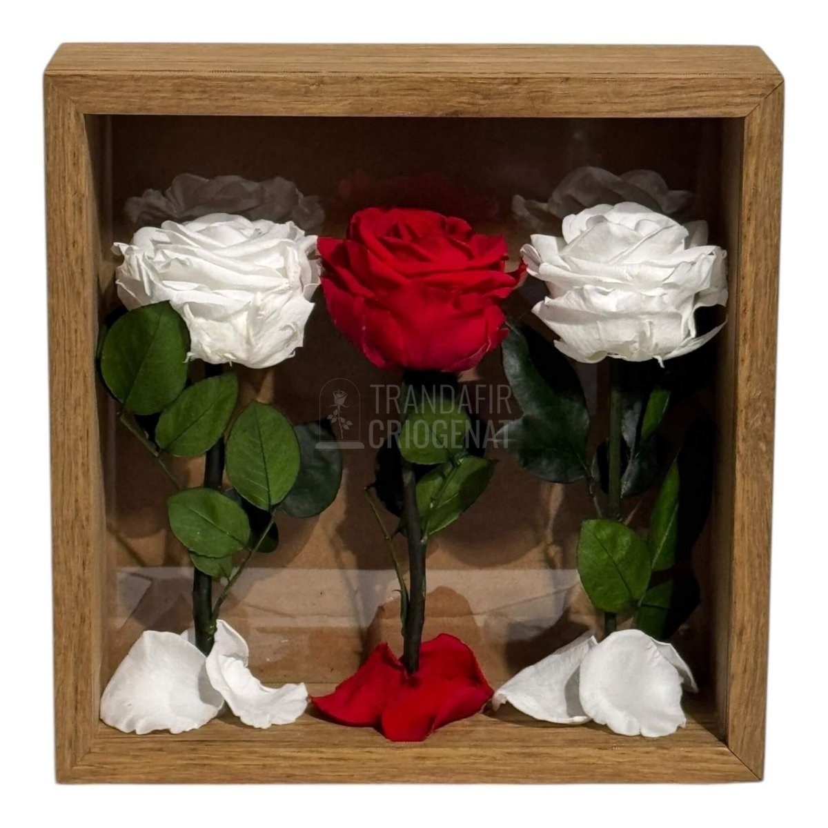 Tablou Cu 3 Trandafiri Criogenați Pe Pat De Petale Eleganță Și Rafinament 27x27cm - Trandafir - Criogenat.ro