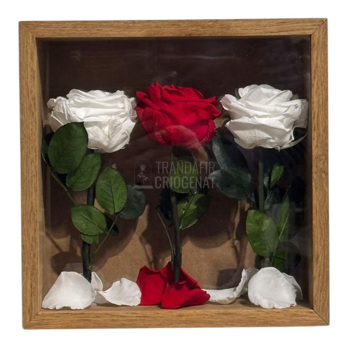 Tablou Cu 3 Trandafiri Criogenați Pe Pat De Petale Eleganță Și Rafinament 27x27cm - Trandafir - Criogenat.ro