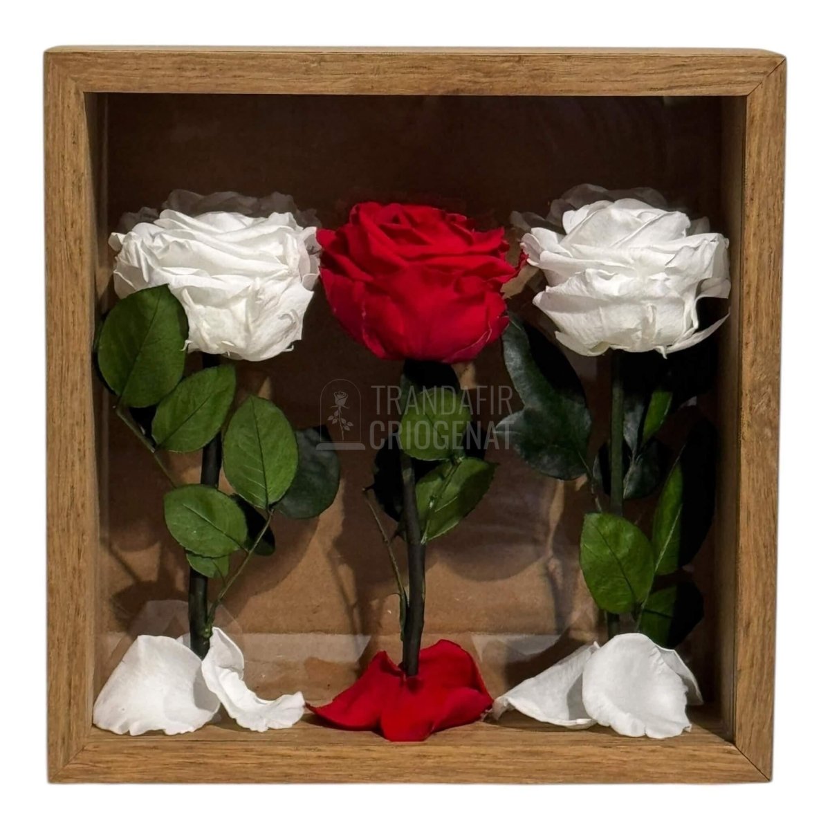 Tablou Cu 3 Trandafiri Criogenați Pe Pat De Petale Eleganță Și Rafinament 27x27cm - Trandafir - Criogenat.ro