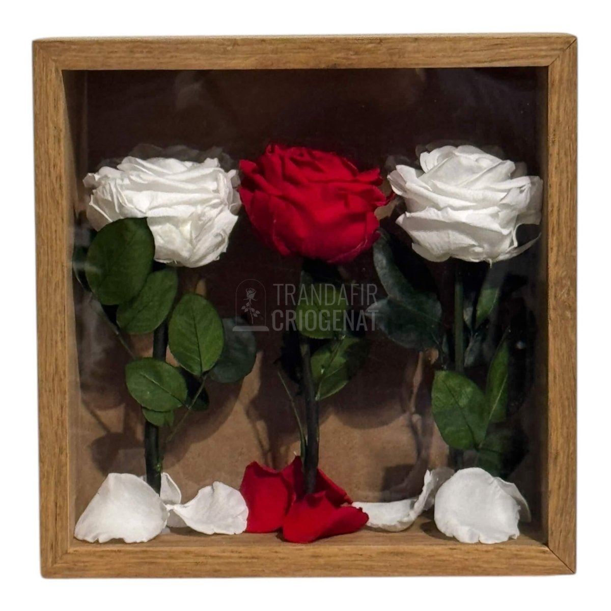 Tablou Cu 3 Trandafiri Criogenați Pe Pat De Petale Eleganță Și Rafinament 27x27cm - Trandafir - Criogenat.ro