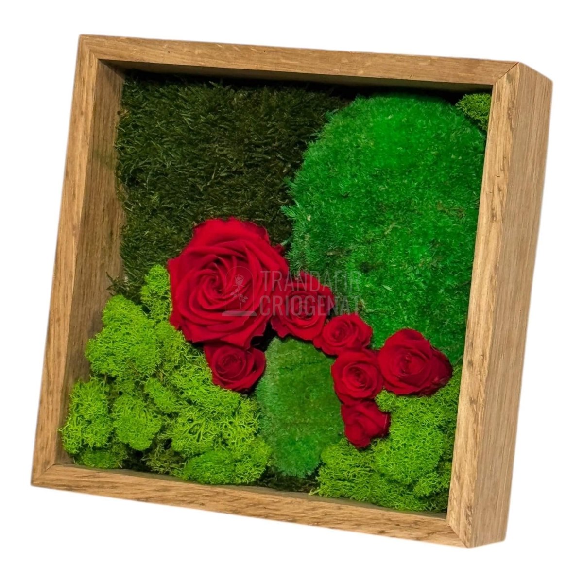 Tablou Cu Mușchi Licheni Și Trandafiri Criogenați Decor Natural Și Elegant Ramă Din Lemn De Stejar 27x27cm - Trandafir - Criogenat.ro