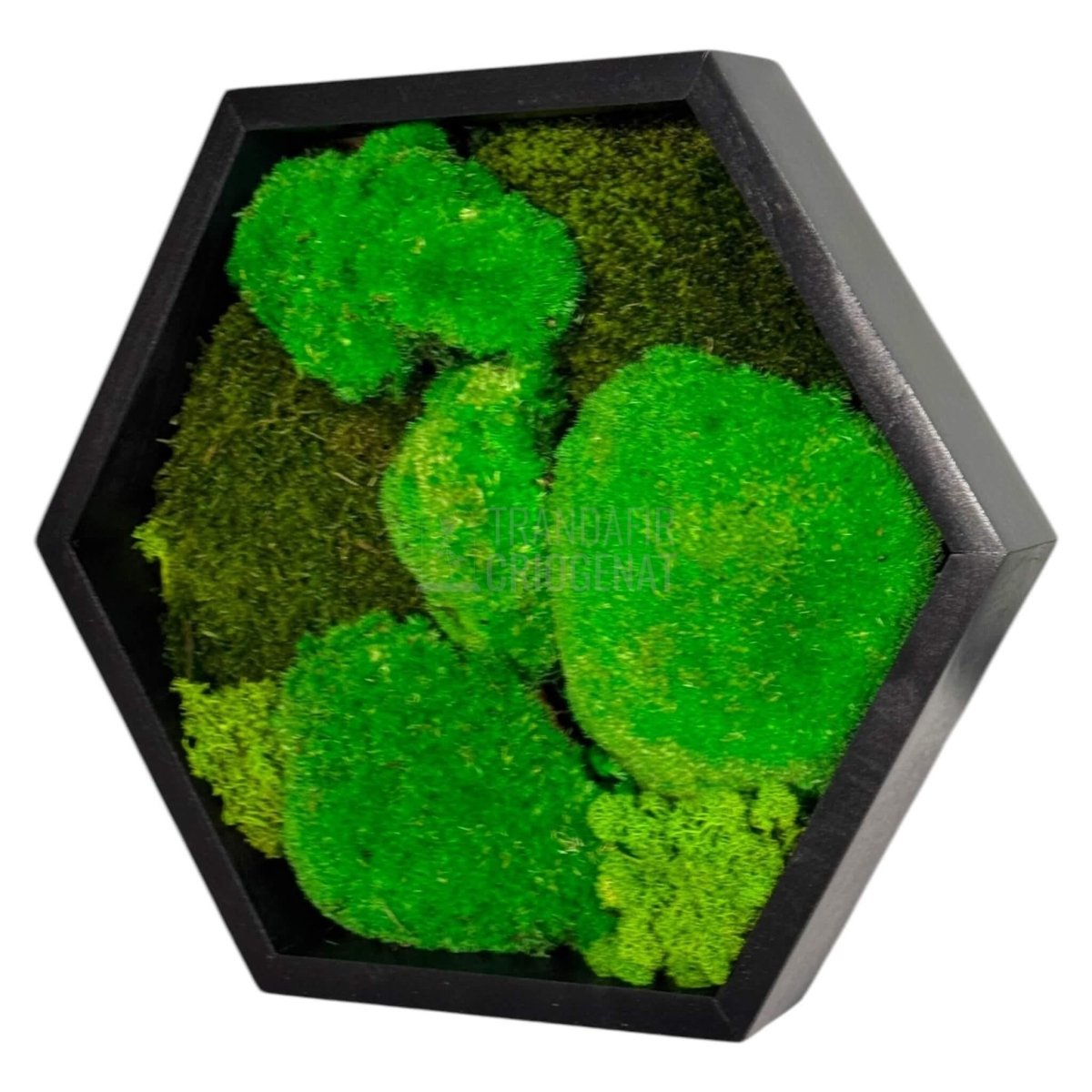 Tablou Hexagonal Cu Mușchi Bombat Mușchi Plat Stabilizat Și Licheni Decorativi Stabilizați Decor Natural Elegant - Trandafir - Criogenat.ro