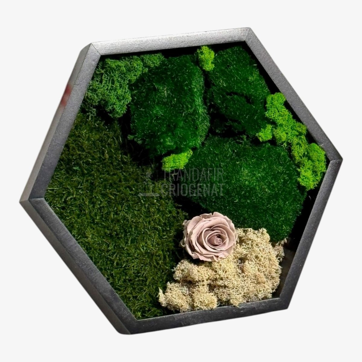 Tablou Hexagonal Cu Mușchi Licheni Și Trandafir Criogenat Eleganță Naturală În Ramă Modernă De 35 Cm - Trandafir - Criogenat.ro