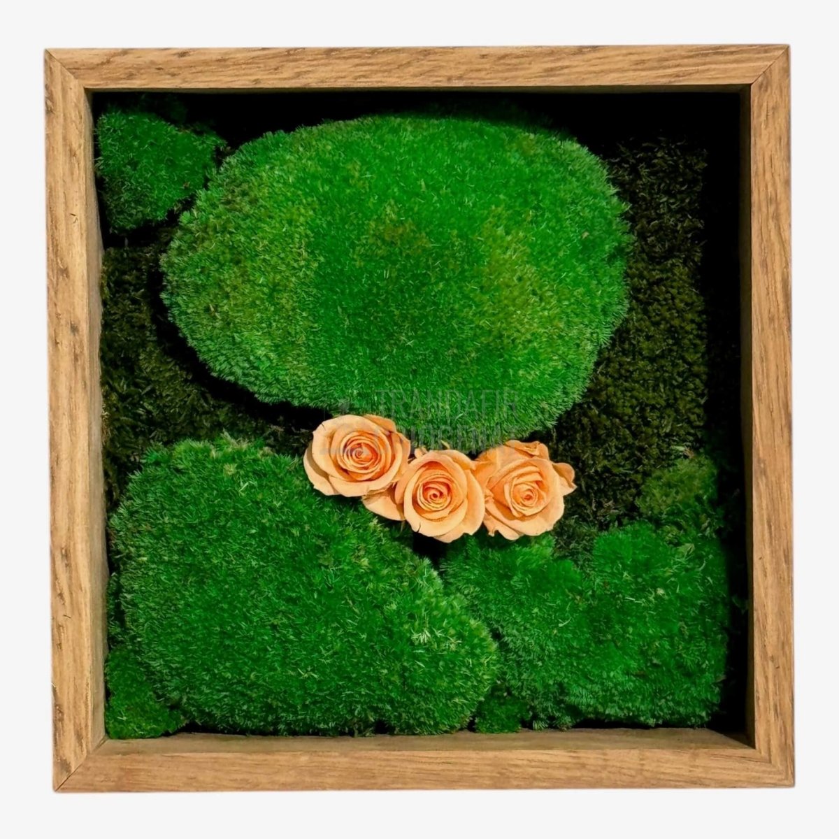 Tablou Natural 27x27 cm cu Mușchi Bombat și Plat Stabilizat cu 3 Trandafiri Criogenați Piersică - Trandafir - Criogenat.ro