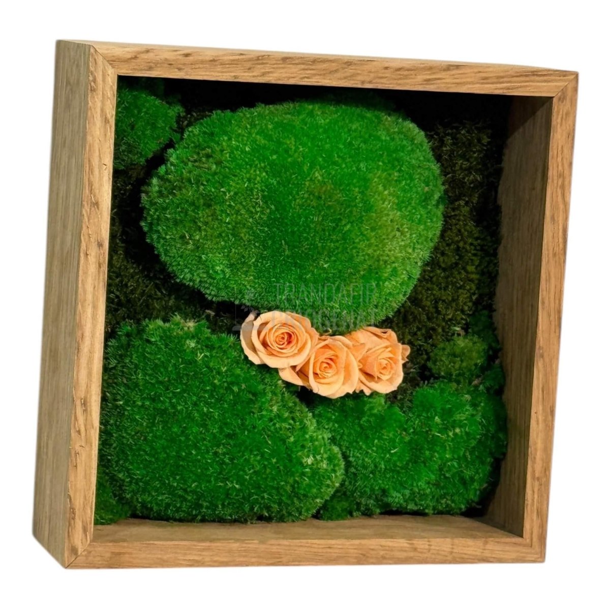 Tablou Natural 27x27 cm cu Mușchi Bombat și Plat Stabilizat cu 3 Trandafiri Criogenați Piersică - Trandafir - Criogenat.ro