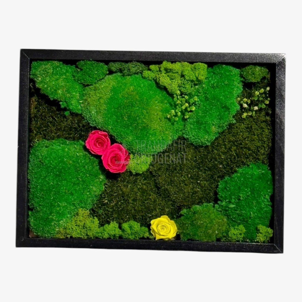 Tablou Natural 30x40 Cm Cu Mușchi Stabilizat Licheni Decorativi Și Trandafiri Criogenați În Rama Neagră - Trandafir - Criogenat.ro