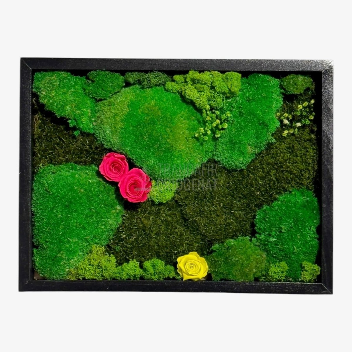 Tablou Natural 30x40 Cm Cu Mușchi Stabilizat Licheni Decorativi Și Trandafiri Criogenați În Rama Neagră - Trandafir - Criogenat.ro