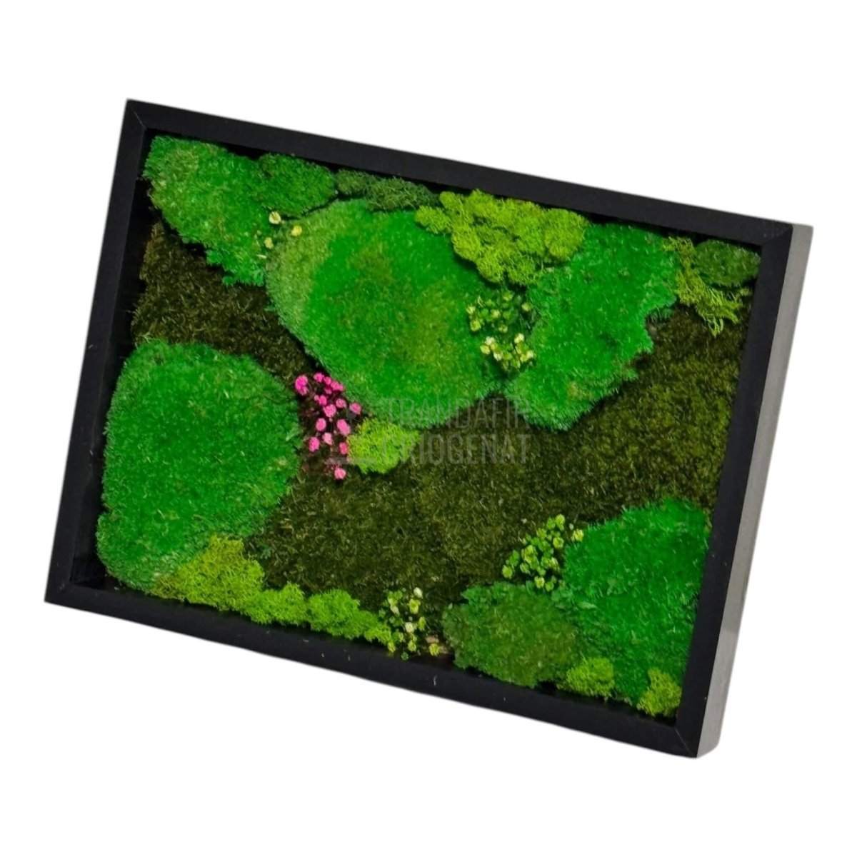 Tablou Natural Cu Mușchi Bombat Stabilizat Și Mușchi Plat Stabilizat Licheni Decorativi Naturali 30x40 Cm - Trandafir - Criogenat.ro