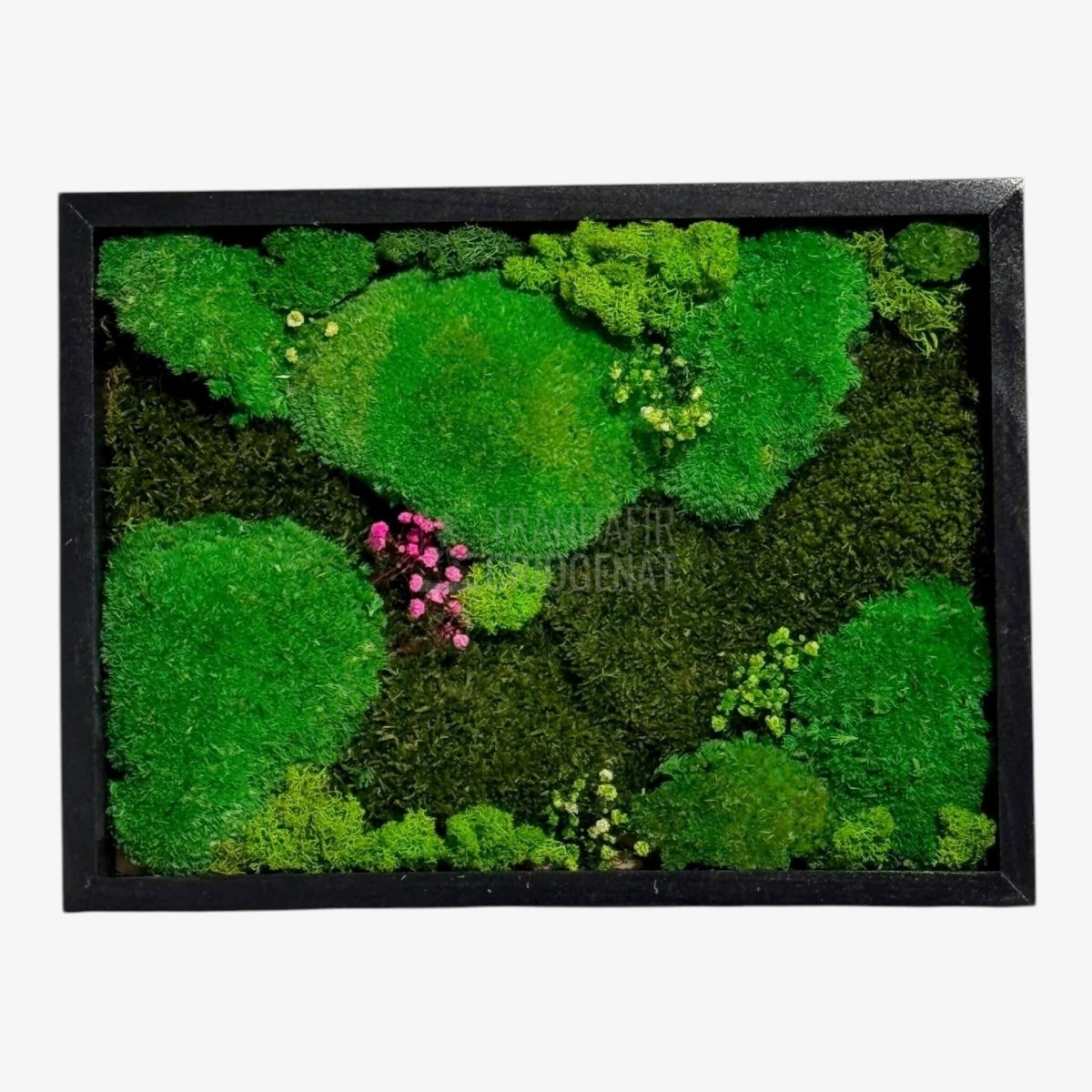 Tablou Natural Cu Mușchi Bombat Stabilizat Și Mușchi Plat Stabilizat Licheni Decorativi Naturali 30x40 Cm - Trandafir - Criogenat.ro