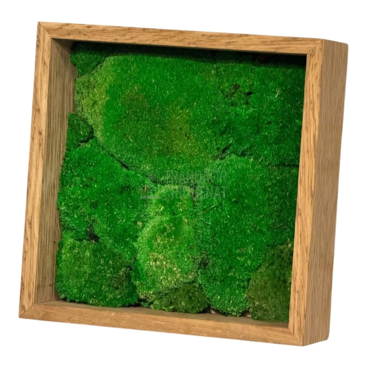 Tablou Natural Cu Mușchi Bombat Stabilizat Verde Viu Fără Întreținere Pentru Decor Interior Elegant - Trandafir - Criogenat.ro