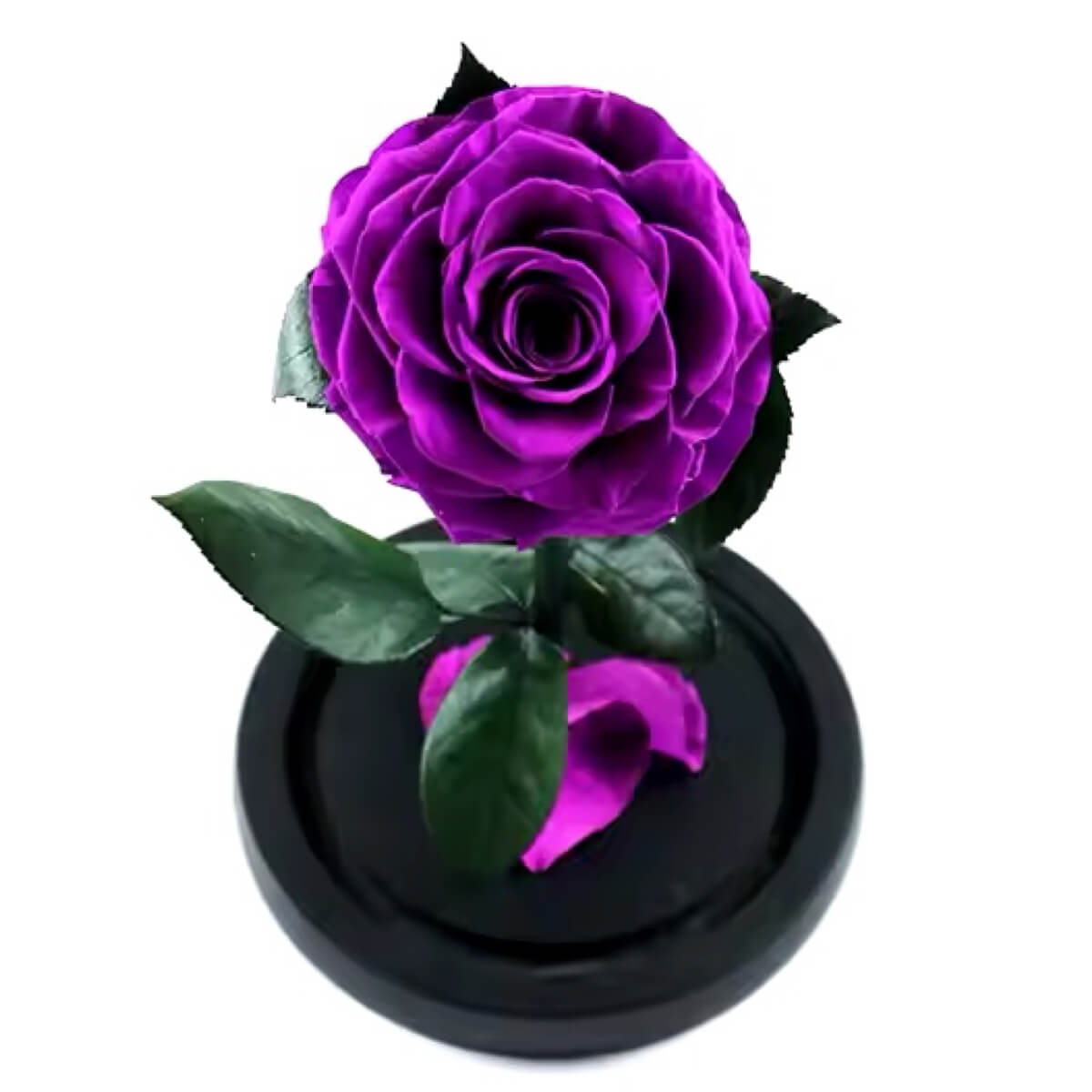 Trandafir Criogenat bella purpuriu deschis in cupola sticla, cu mesaj scris - Trandafir - Criogenat.ro