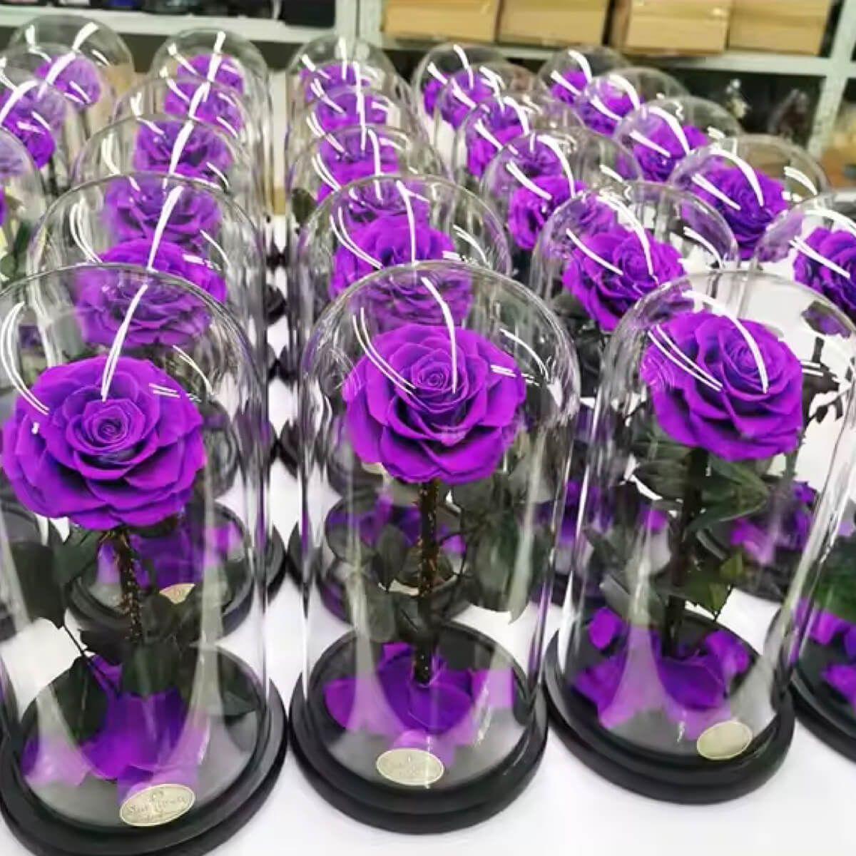 Trandafir Criogenat bella purpuriu deschis in cupola sticla, cu mesaj scris - Trandafir - Criogenat.ro