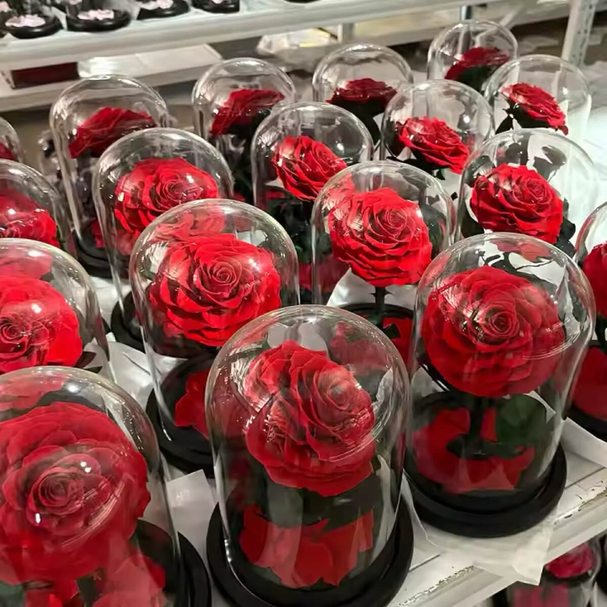 Trandafir Criogenat bella rosu in cupola de sticla 10x20cm, cu mesaj scris - Trandafir - Criogenat.ro
