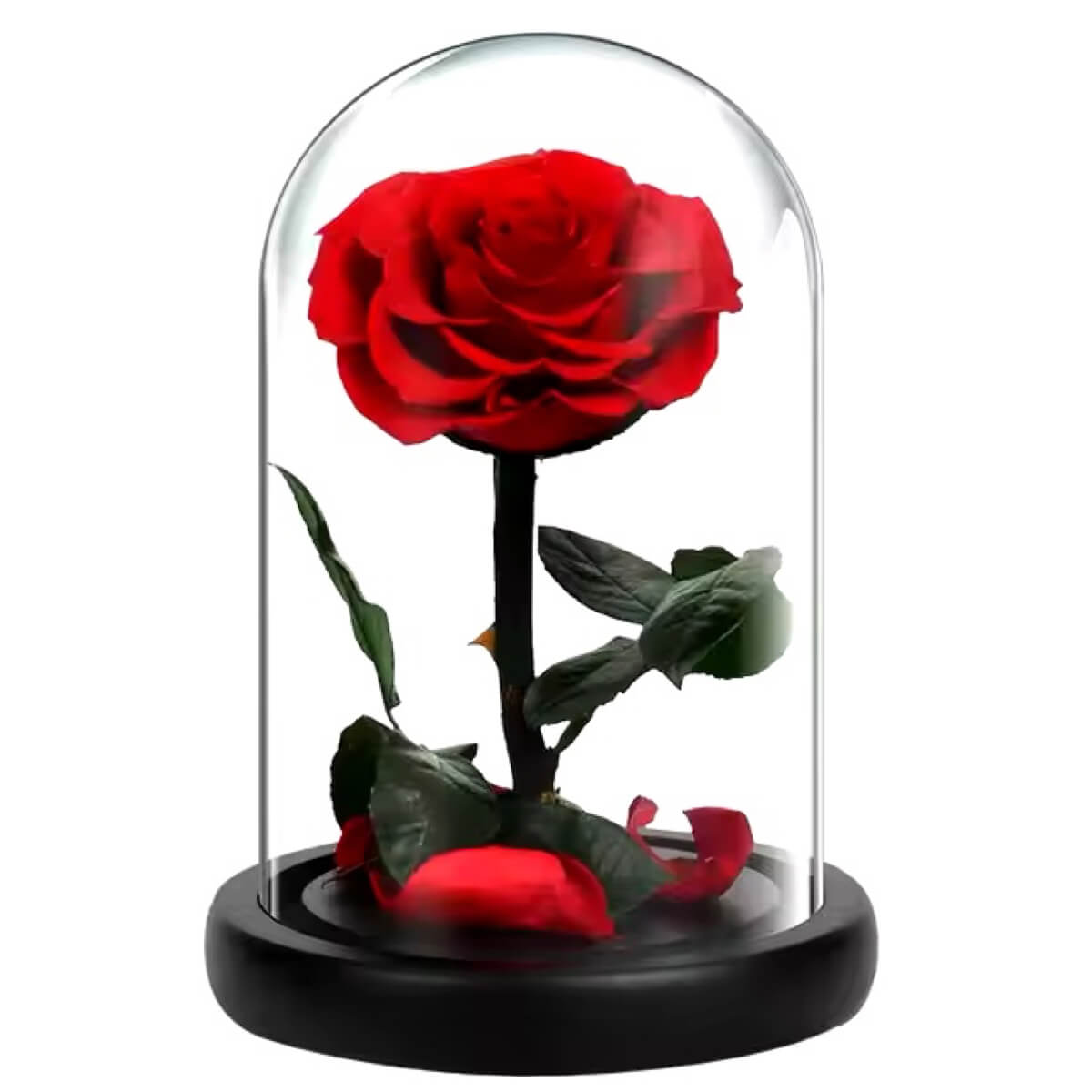 Trandafir Criogenat bella rosu in cupola de sticla 10x20cm, cu mesaj scris - Trandafir - Criogenat.ro