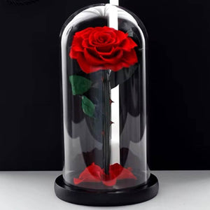 Trandafir Criogenat Bonita Roșu Cu Cupolă De Sticlă Și Mesaj Personalizat - Trandafir - Criogenat.ro