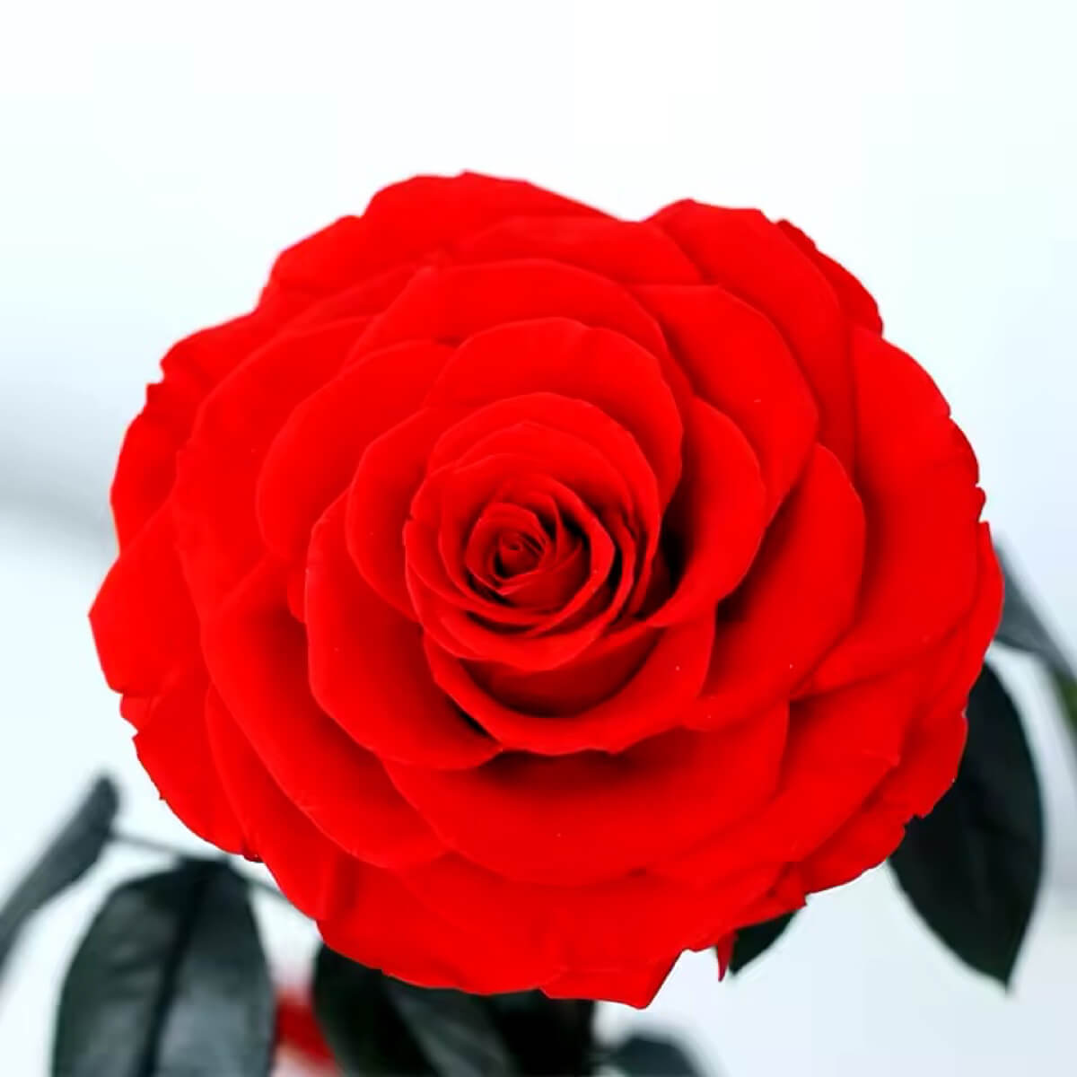 Trandafir Criogenat Bonita Roșu În Cupolă De Sticlă Cu Mesaj Personalizat - Trandafir - Criogenat.ro