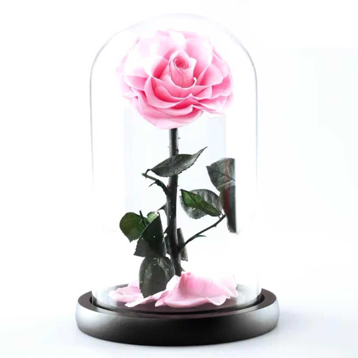 Trandafir Criogenat Bonita Roz În Cupolă De Sticlă Cadou Personalizat Cu Mesaj - Trandafir - Criogenat.ro