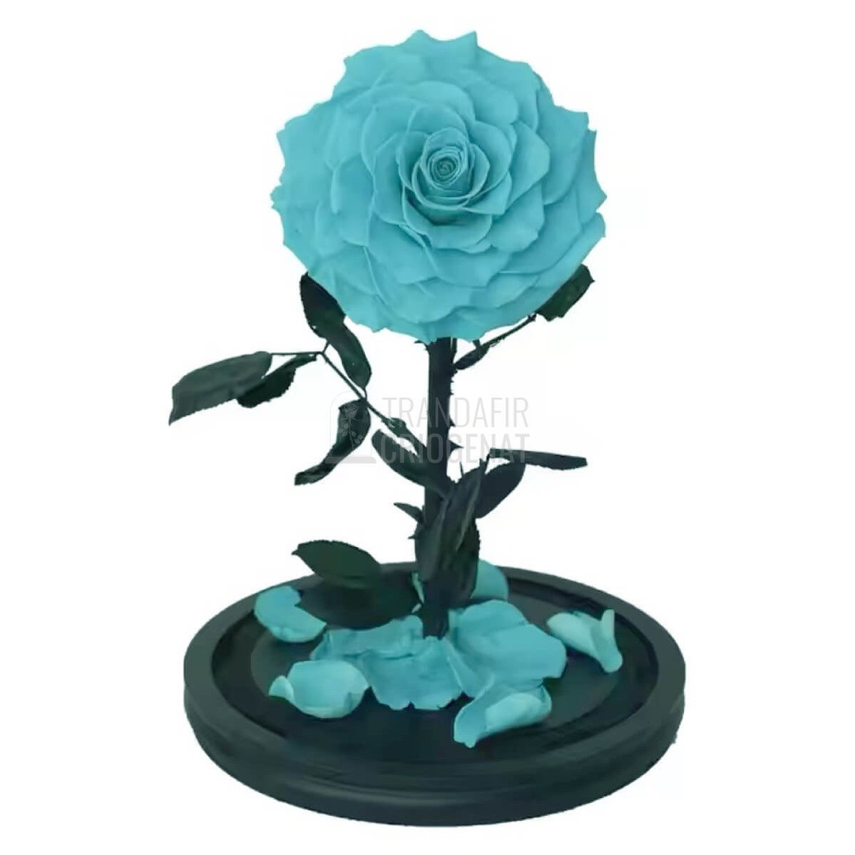 Trandafir Criogenat bonita turcoaz Ø9,5cm in cupola de sticla, cu mesaj - Trandafir - Criogenat.ro
