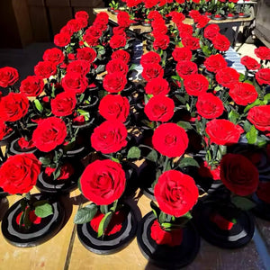 Trandafir Criogenat Elegant Bella Roșu Sub Cupolă de Sticlă Cadou Perfect - Trandafir - Criogenat.ro