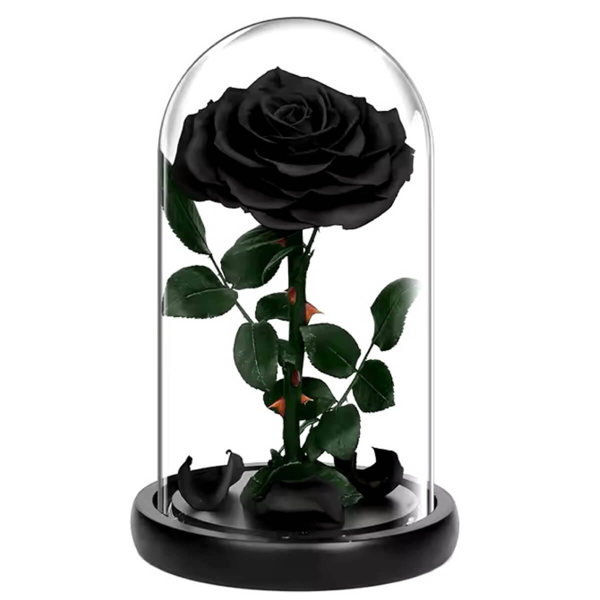 Trandafir Criogenat mare negru bonita in cupola de sticla, cu mesaj scris - Trandafir - Criogenat.ro