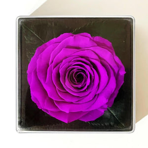 Trandafir Criogenat mov Ø7 - 8cm in cutie cadou 10x10x11cm - Trandafir - Criogenat.ro