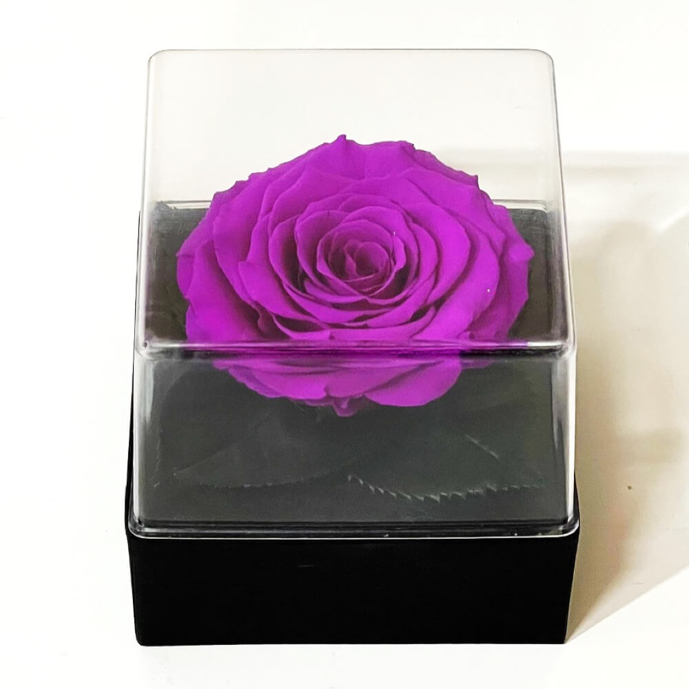 Trandafir Criogenat mov Ø7 - 8cm in cutie cadou 10x10x11cm - Trandafir - Criogenat.ro