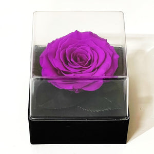 Trandafir Criogenat mov Ø7 - 8cm in cutie cadou 10x10x11cm - Trandafir - Criogenat.ro