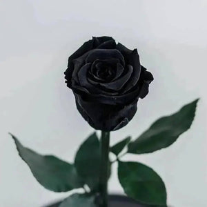 Trandafir Criogenat Negru XL În Cupolă Elegantă Cadou Nemuritor 25 Ani 6,5 Cm - Trandafir - Criogenat.ro