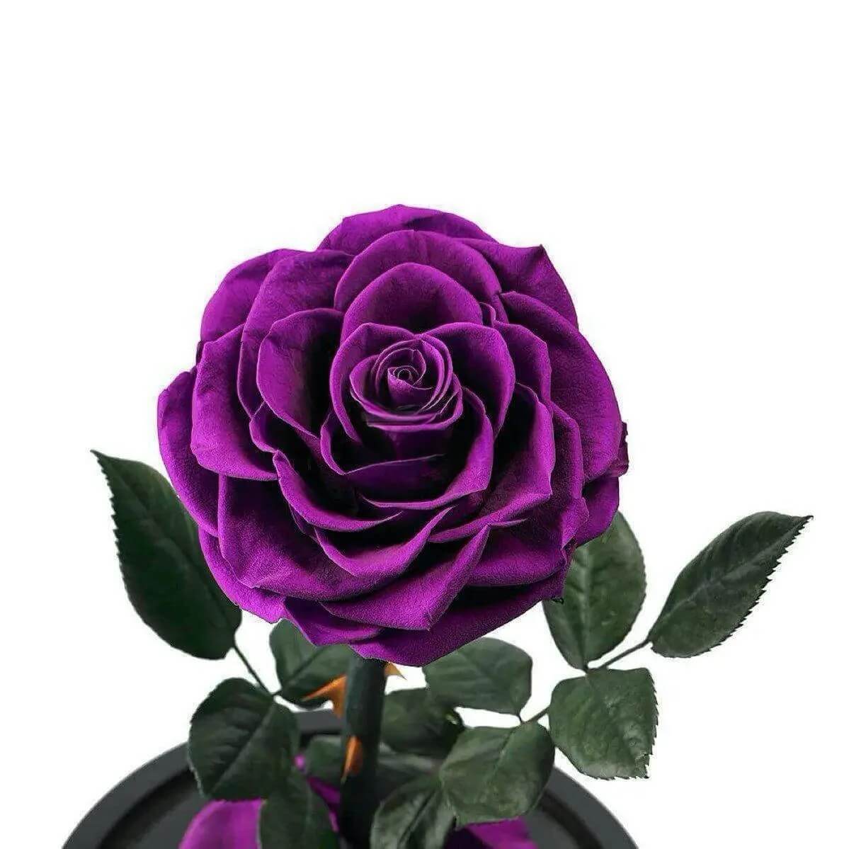 Trandafir Criogenat Nemuritor Bonita Mov În Cupolă de Sticlă 9,5 cm 15x25 cm - Trandafir - Criogenat.ro