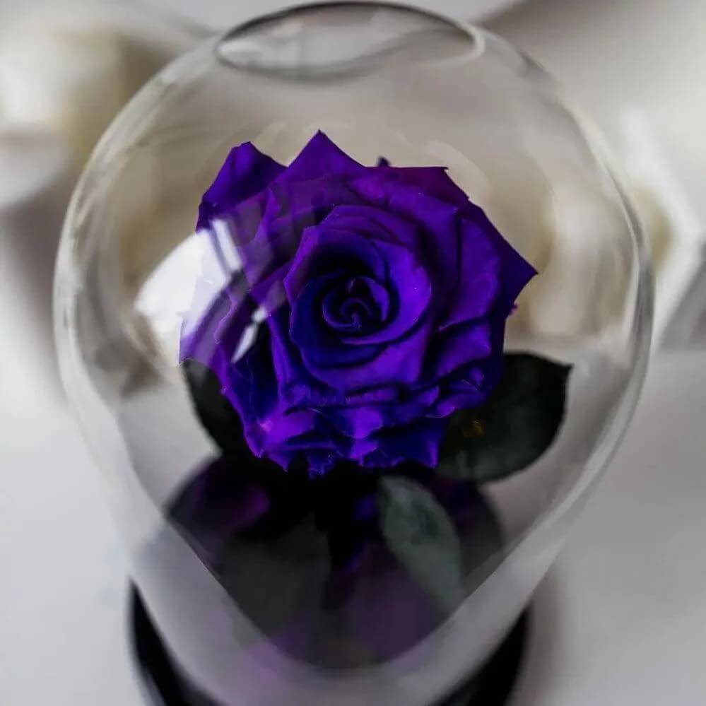 Trandafir Criogenat Nemuritor Purpuriu In Cupola De Sticla XL 6,5 Cm Diametru - Trandafir - Criogenat.ro