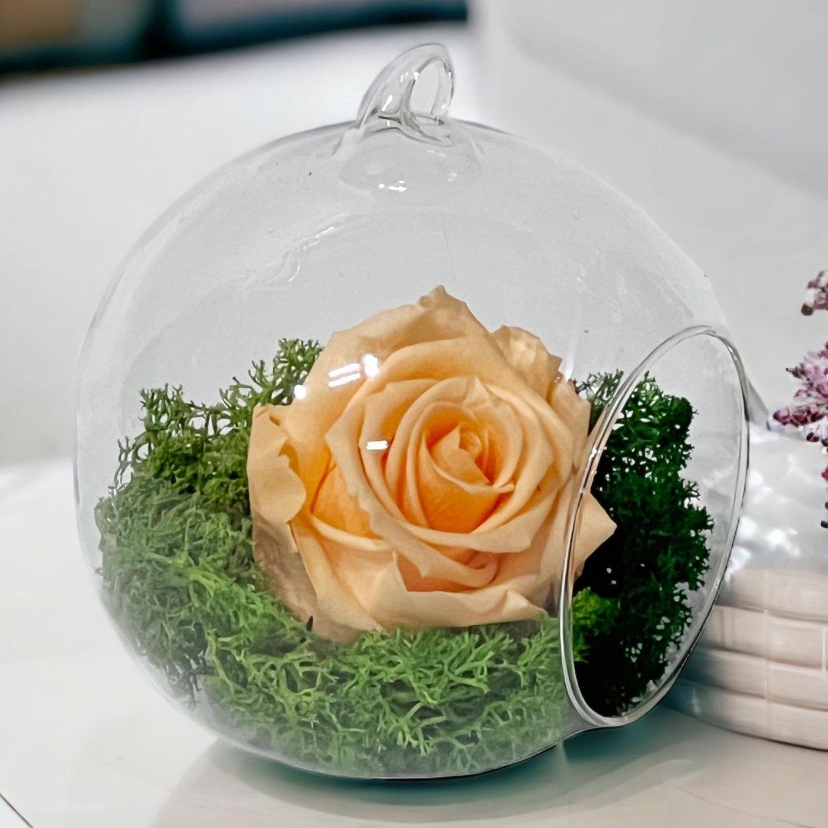 Trandafir Criogenat Piersică XL În Glob De Sticlă 12cm Cadou Cu Livrare 24h - Trandafir - Criogenat.ro