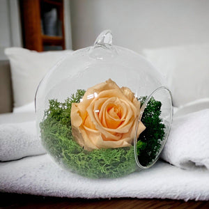 Trandafir Criogenat Piersică XL În Glob De Sticlă 12cm Cadou Cu Livrare 24h - Trandafir - Criogenat.ro
