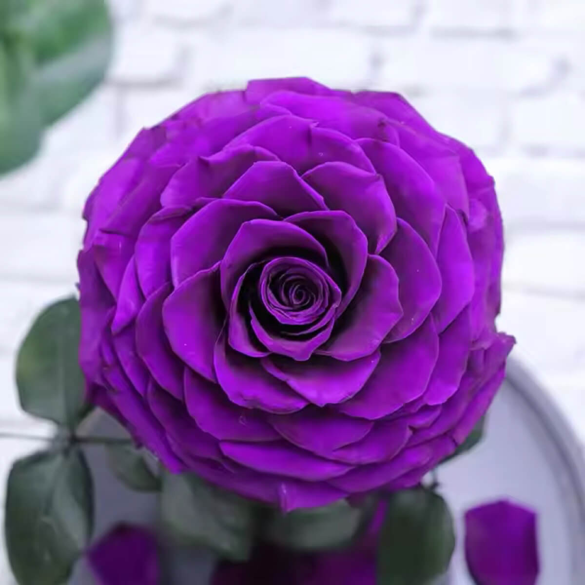 Trandafir Criogenat purpuriu deschis in cupola de sticla, cu mesaj scris - Trandafir - Criogenat.ro