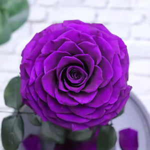 Trandafir Criogenat purpuriu deschis in cupola de sticla, cu mesaj scris - Trandafir - Criogenat.ro