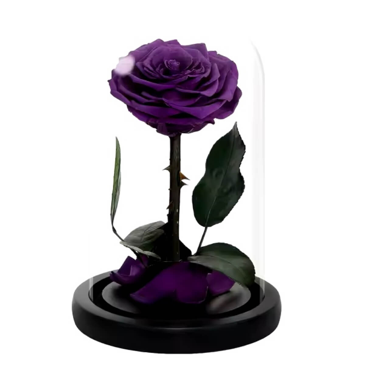 Trandafir Criogenat purpuriu inchis in cupola sticla 12x25cm, cu mesaj - Trandafir - Criogenat.ro