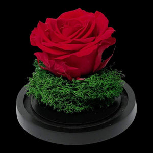 Trandafir Criogenat Roșu Cu Cupolă De Sticlă Cadou Ideal Femeii Speciale 25 Ani - Trandafir - Criogenat.ro