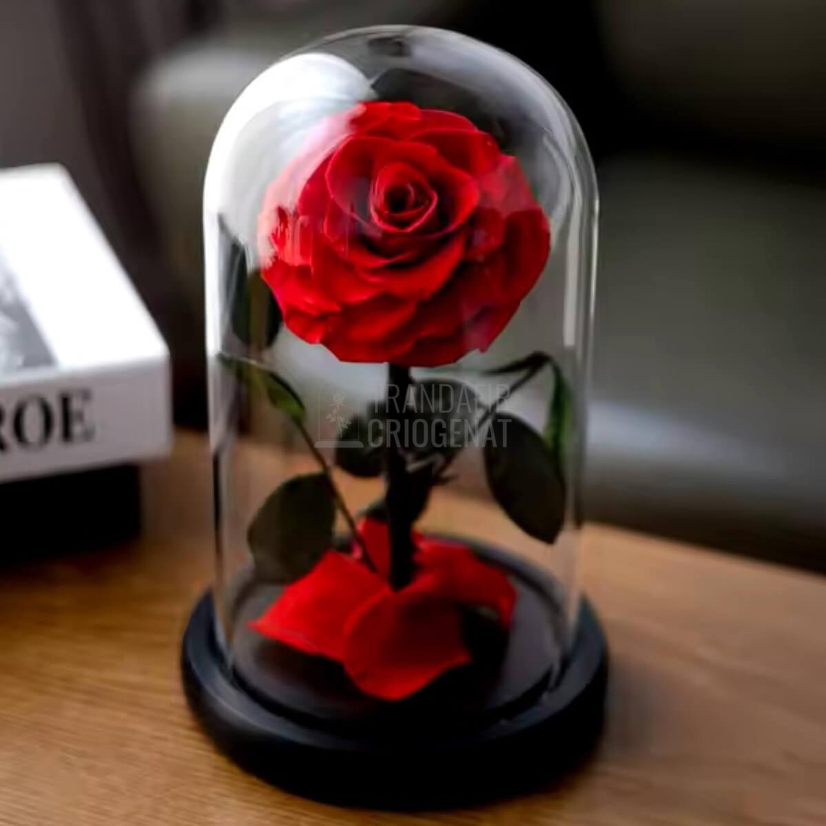 Trandafir Criogenat rosu in cupola de sticla, cu mesaj personalizat unic - Trandafir - Criogenat.ro