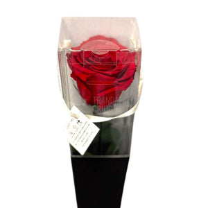 Trandafir Criogenat rosu Lori in cutie cadou - Trandafir - Criogenat.ro