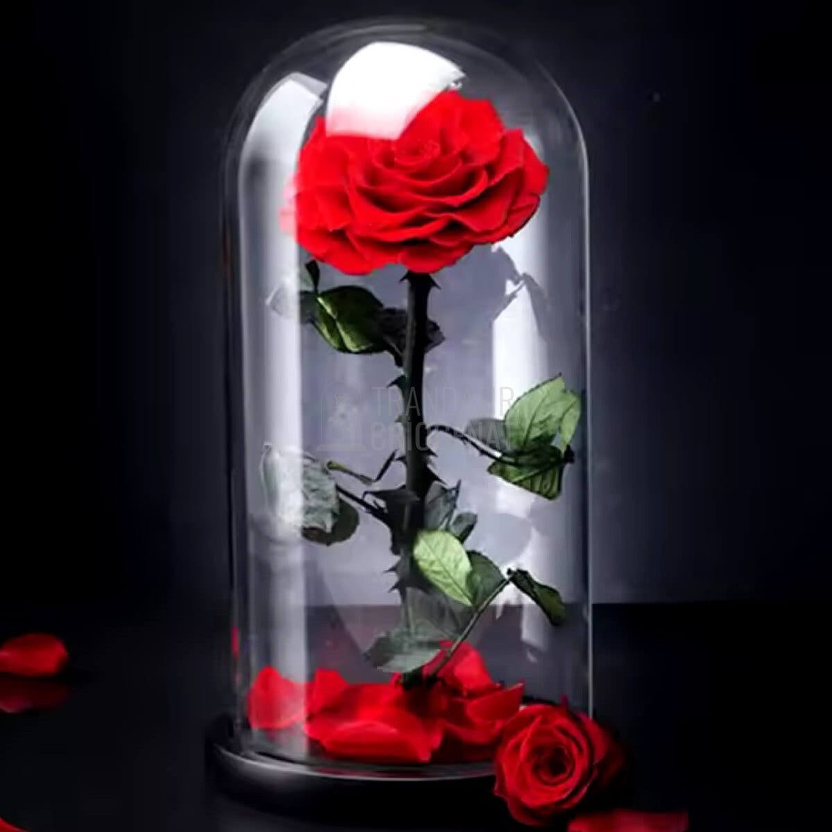 Trandafir Criogenat rosu mare Bonita cu dia. 9,5cm in cupola sticla 12x25cm - Trandafir - Criogenat.ro