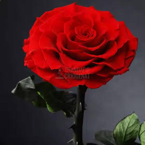 Trandafir Criogenat rosu mare in cupola de sticla, cu mesaj personalizat - Trandafir - Criogenat.ro