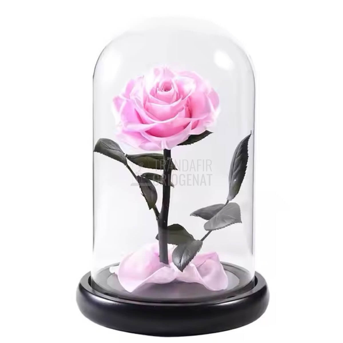 Trandafir Criogenat roz bella in cupola de sticla 10x20cm, cu mesaj - Trandafir - Criogenat.ro