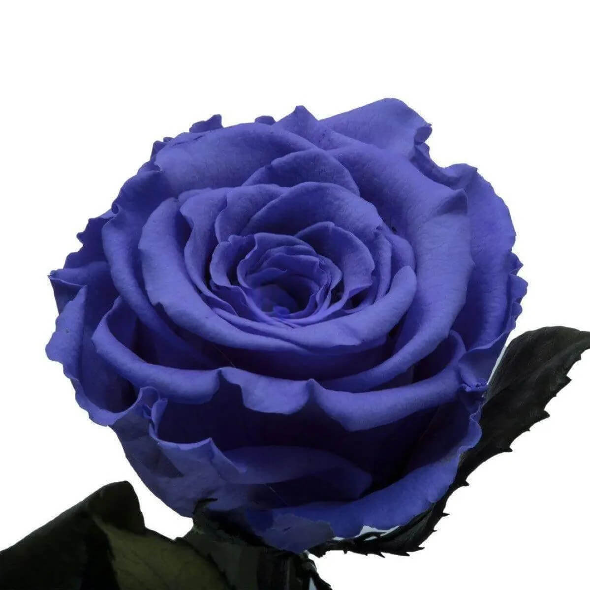 Trandafir Criogenat Violet XL În Cupolă De Sticlă Cadou Nemuritor 12x25cm - Trandafir - Criogenat.ro